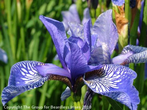 Wealden Butterfly (3)